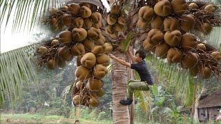 Harvest Big Coconuts Bring Them To The Market To Sell, Buy winter clothes | Thanh trieu TV