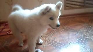 Щеночек самоед с новой игрушкой / Samoyed puppy plays with new toy