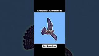 Peregrine Falcon hunting in the air #trending #shorts #animals #peregrinefalcon #falcon #birds