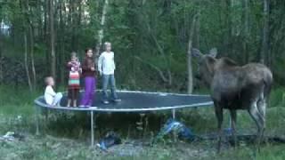 Moose Encounter