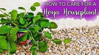 How To Care For A Hoya (Wax Plant)  Houseplant/ Joy Us Garden