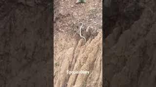 Snake Facts in telugu