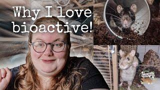 Why I Love My Rats' Bioactive Cage