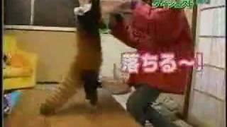 Japanese Girl VS Red Pandas