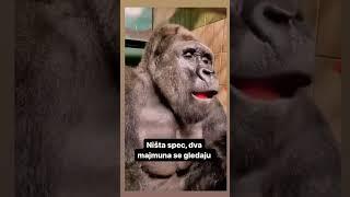  #smesno #funny #animals #monkey #reels #balkan #serbia #exyu #instagram #youtubeshorts