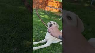 Fetch ! #happydog #yellowlab #buddy