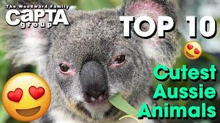 Cutest Australian Animals: Our Top 10 | Tropical North Queensland