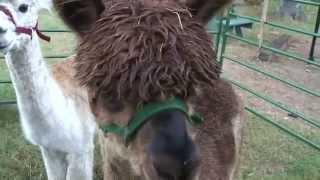 alpaca sounds!