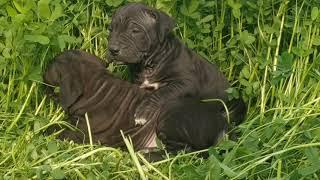 pak. bulli lori pups any information   9050915603