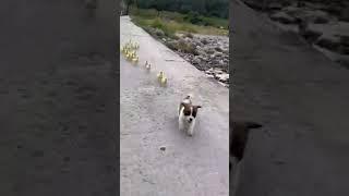 #funny #animals #shorts #video #shortvideo #trending #youtube funny animals