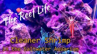 Cleaner Shrimp in the Saltwater Aquarium