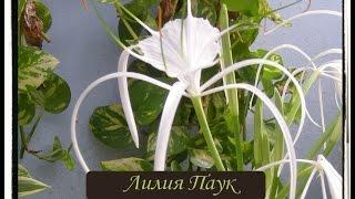 Захватывающий момент! #ГИМЕНОКАЛЛИС или Лилия Паук цветение! Hymenocallis. #Доминикана.