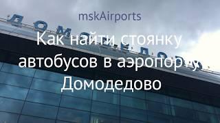 Как найти стоянку автобусов в аэропорту Домодедово