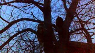 битва котов на дереве / cats fighting in a tree