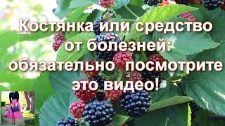 Вы забудете о конфетах! Почему я выращиваю ежевику и ем ее каждый день. Чем полезны ягоды ежевики