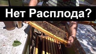 Пасека #43 Нет матки, нет Раcплода - Что делать? Пасека Пчеловодство.