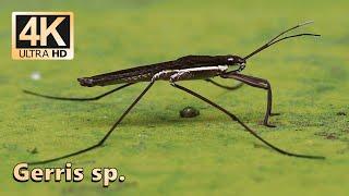 Water strider (Gerris sp.)