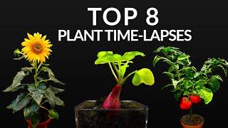 384 Days in 8 Minutes - TOP 8 Plant Growing Time-lapses