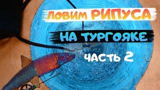 Зимняя ловля рипуса на Тургояке. Рыбалка на РИПУСА. Рыбалка 2021. поклевки рипуса . ЧАСТЬ 2