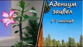 Адениум зацвел в 7 месяцев