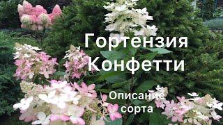 МЕТЕЛЬЧАТАЯ ГОРТЕНЗИЯ КОНФЕТТИ. Описание сорта