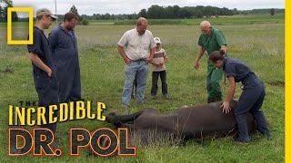 Helping a Downed Horse | The Incredible Dr. Pol