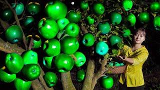 Harvest glowing Snow White Apple - 7 Days Make apple pie special taste | Natural cooking in village