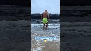 Арктическая тоска  #морж #моржевание #моржи