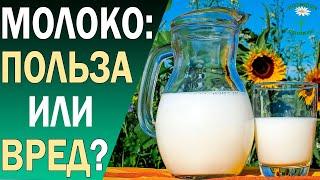 Мифы о молоке. Вред и польза молока для взрослых. Что такое гомогенизированное молоко?