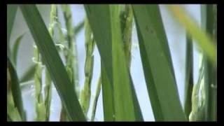 Oryza Sativa: The Master Plant