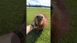 Friendly Capybara Enjoying A Warm Summer Day