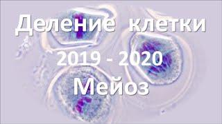 9. Мейоз (9 или 10-11 класс) - биология, подготовка к ЕГЭ и ОГЭ 2020