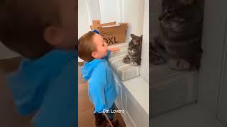 Funny Crazy Cats Moments 