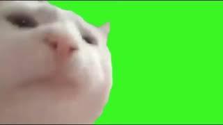 Official cat vibing greenscreen perfect loop