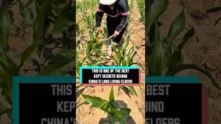 Why do Chinese farmers cut off the tops of their corn plants? #delicius #food #facts #youtube