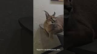Floppa Perseus on the Table #caracal