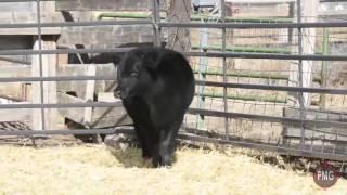 Fillmore Cattle Tag 734