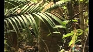 Ray Mears' World Of Survival S02E03 - Headwaters Of The Orinoco