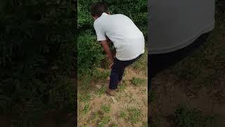 ghost jara hai jardi buti dhund ne #short #video