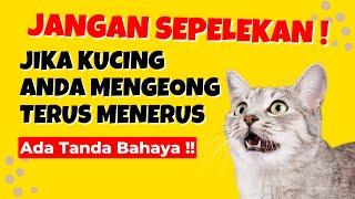 Jangan Sepelekan !! 10 Penyebab Kenapa Kucing Mengeong Terus Menerus