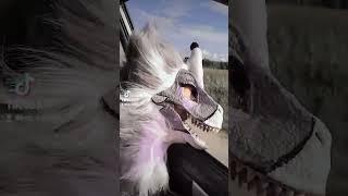 More video from yesterday's trip :D drove specifically to shoot a video #mask #tiktok #furries #fypシ