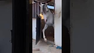Chased a Horse #shorts #funny