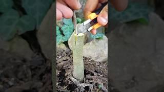 Best grafting techniques for persimmon plant grafting easy #satisfying #nature #grafting #shorts