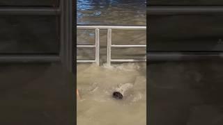 ️ #mahadev #sambhu #trending #shorts #viralvideo #bholenath
