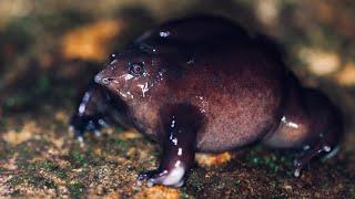 Your 5 Facts About The Indian Purple Frog