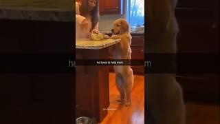 Dogs with 2 brain cells part 46#funny #lovegoldens #funnyanimal #pets #cutegolden#funnydog #animals