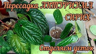 Антуриум СИРИХ Anthurium Sirih \ ПЕРЕСАДКА \ РАЗМНОЖЕНИЕ  \ОТДЕЛЯЕМ ДЕТОК