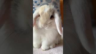 Listen to your bunny!  #bunny #babybunny #hollandlop #humor #funny #bunnylifestyle #love