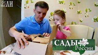 НПО "Сады России" / Вишня Бессея / Земляника садовая Пайнберри