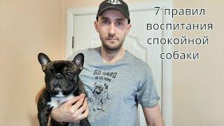 7 правил  воспитания послушной, спокойной собаки